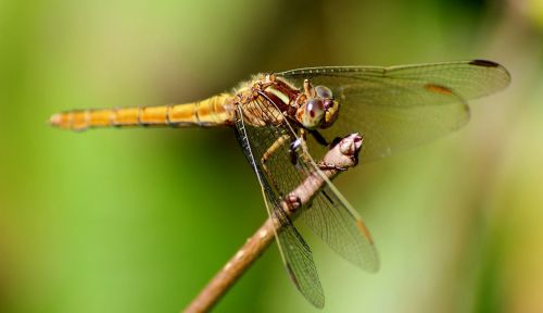 dragonfly insect macro