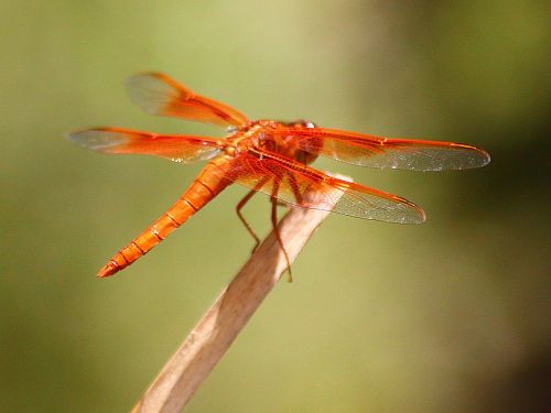 dragonfly damselfly insect