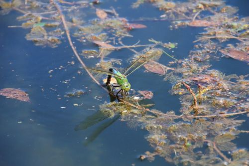 dragonfly water insect