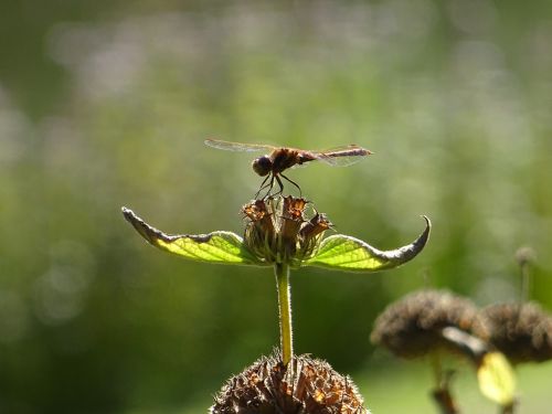 dragonfly plant nature