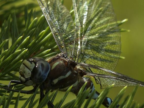 dragonfly blue black