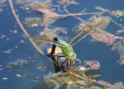 dragonfly water pond