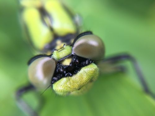 dragonfly dragon macro