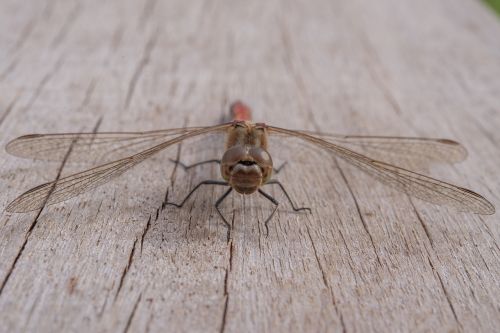 dragonfly insect green