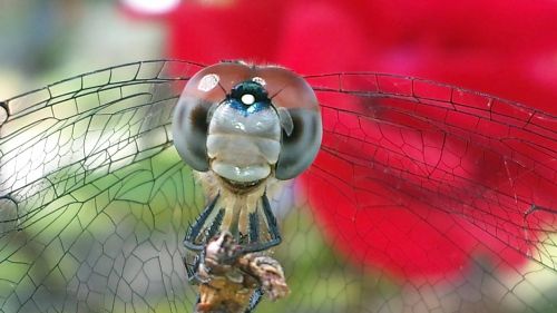 dragonfly rose nature