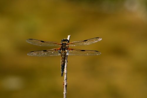 dragonfly insect wing