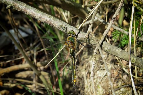 dragonfly insect lake