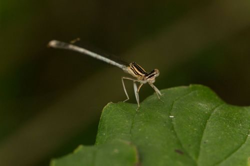 dragonfly leaf close