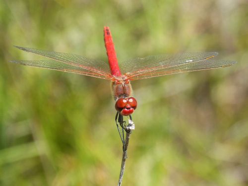 dragonfly erythraea crocothemis red dragonfly