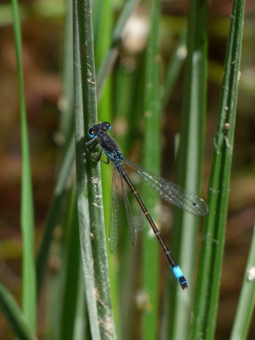 dragonfly stem wetland