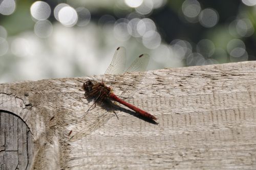 dragonfly nature insect