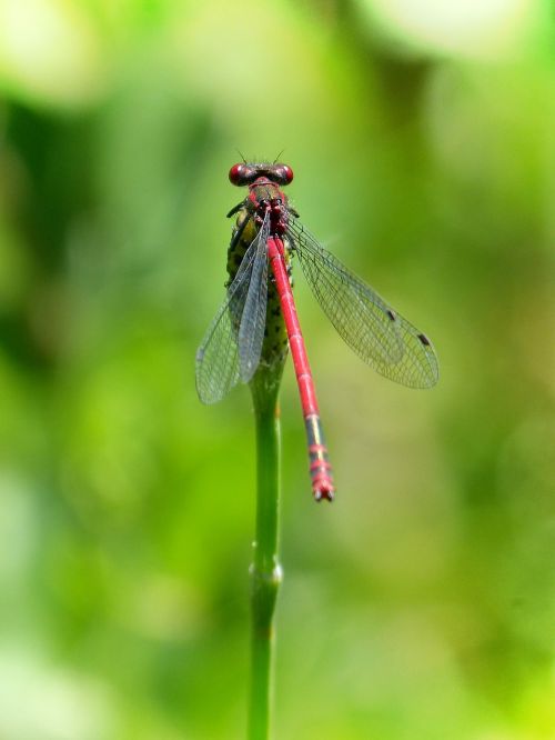 dragonfly stem red dragonfly