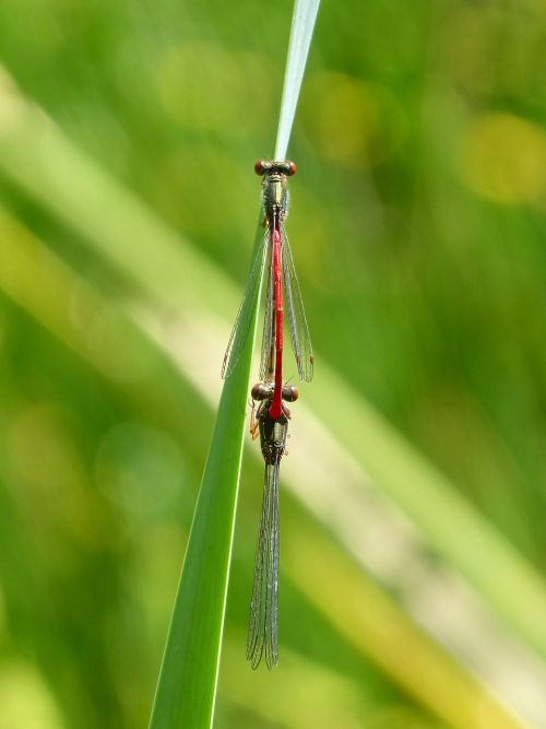 dragonfly leaves red dragonfly