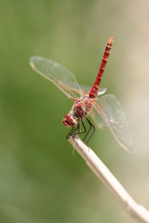 dragonfly red insect