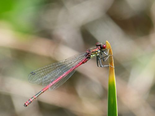 dragonfly leaf red dragonfly
