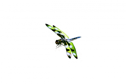 dragonfly masked green