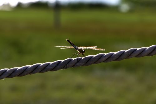 dragonfly prairie backlighting