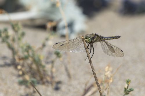 dragonfly insect wing