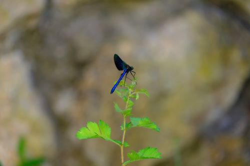 dragonfly blue dragonfly insect