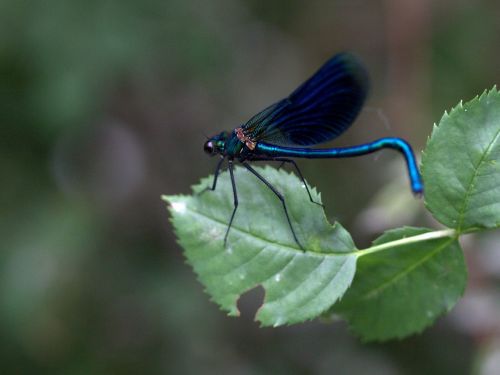 dragonfly blue leaf