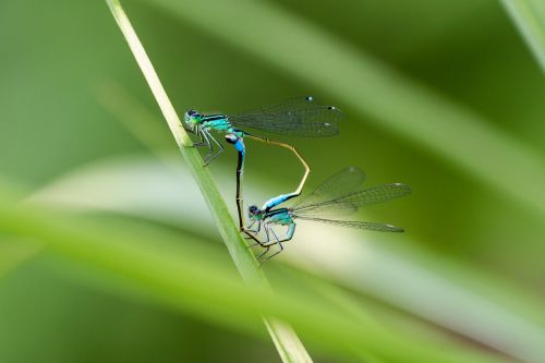 dragonfly dragonflies macro