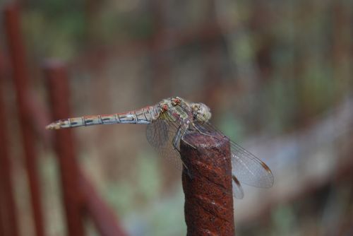 dragonfly flying insect nature