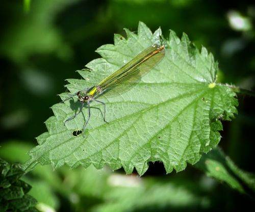 dragonfly green insect