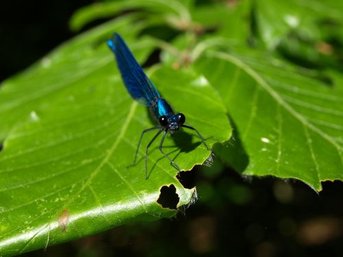 dragonfly blue-winged demoiselle small dragonfly