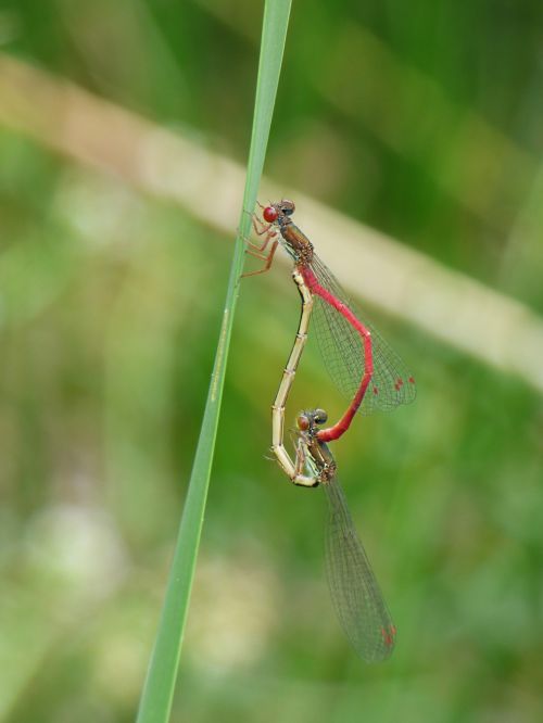 dragonfly damselfly ceriagrion tenellum
