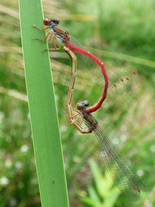 dragonfly damselfly ceriagrion tenellum