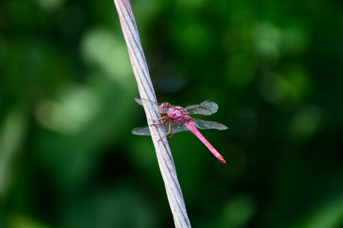 dragonfly insect wild life