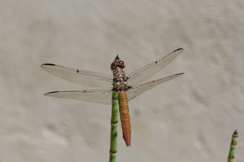 dragonfly wings plant