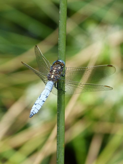 dragonfly blue dragonfly orthetrum coerulescens