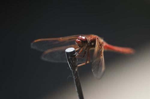 dragonfly macro insect