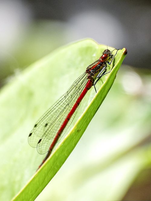 dragonfly nature animal