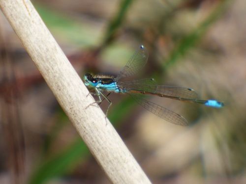 dragonfly dragonfly blue and black damselfly