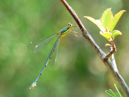 dragonfly damselfly green dragonfly