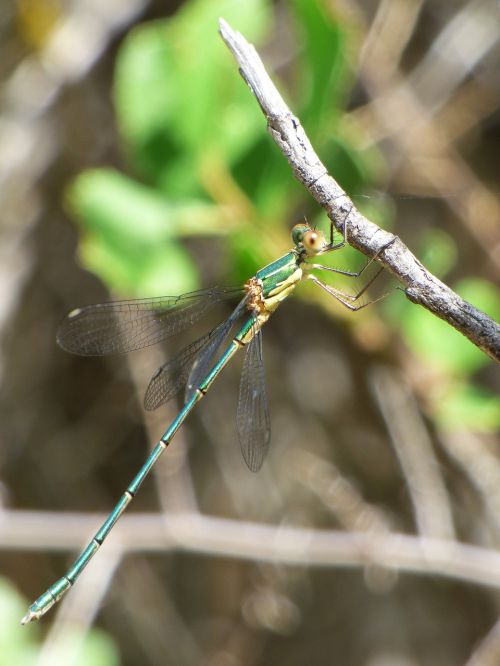 dragonfly damselfly green dragonfly