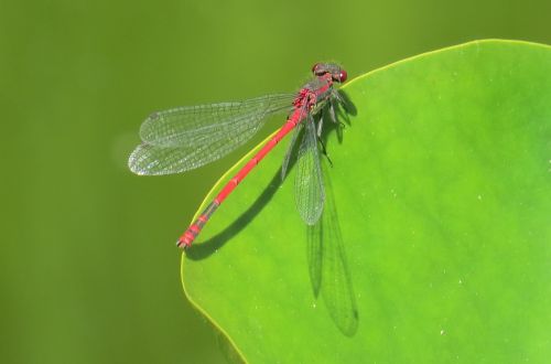 dragonfly pond insect