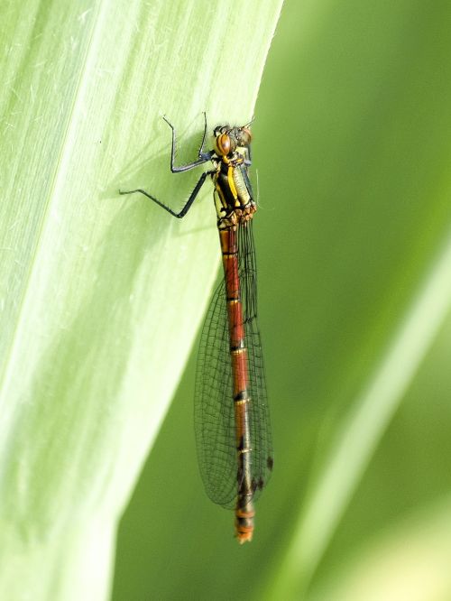 dragonfly insect nature