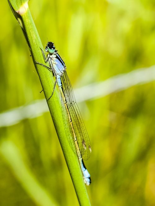 dragonfly insect nature