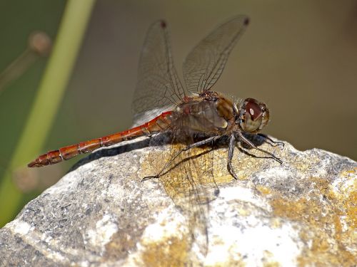 dragonfly darter sympetrum insect