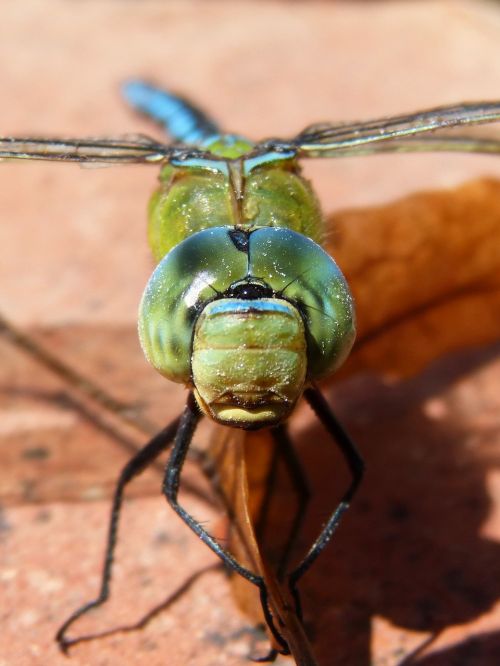 dragonfly blue dragonfly aeshna affinis