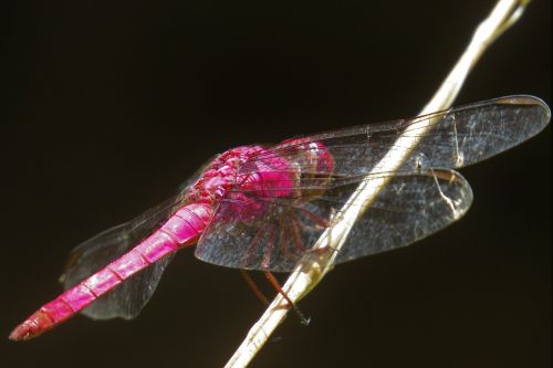 dragonfly insect arthropod