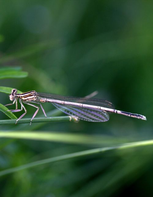 dragonfly insecta wings