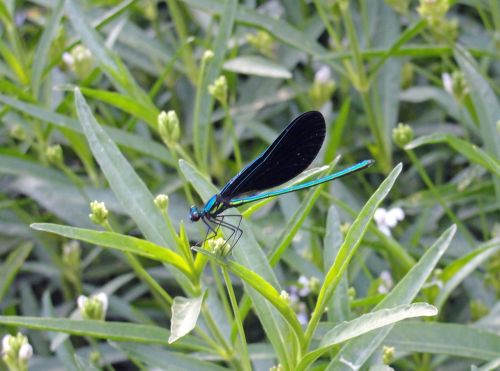 dragonfly nature outdoor