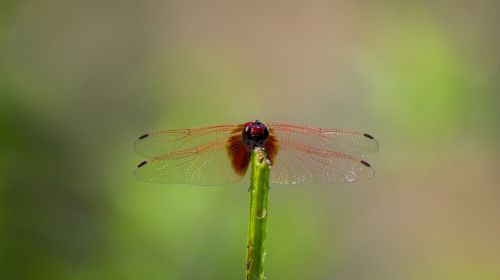 dragonfly red dragonfly red