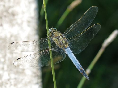 dragonfly leaf wetland