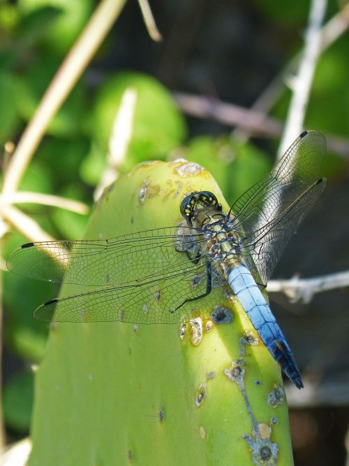 dragonfly cactus wetland