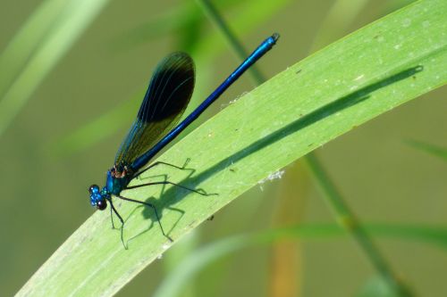 dragonfly demoiselle green